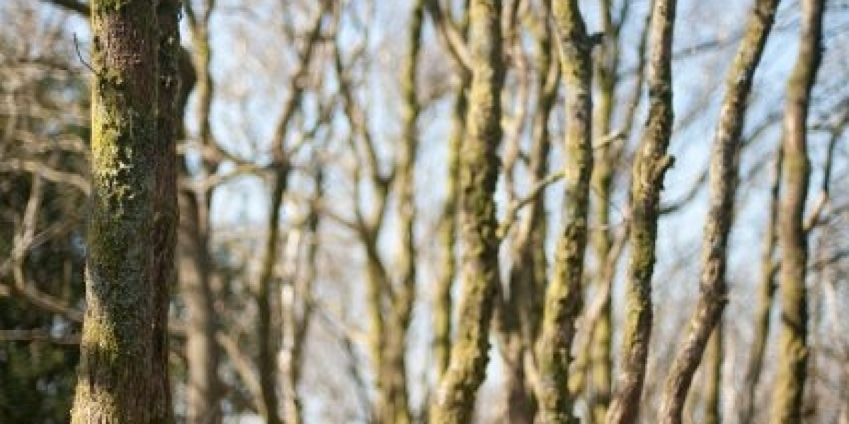 Wachstumshormon-Injektionen: Verwendung und Nebenwirkungen