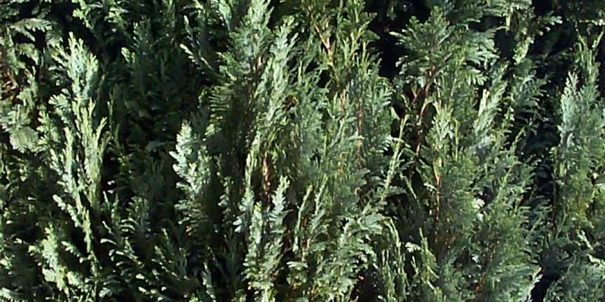 Wachstumshormon – Entstehung und Wirkungsweise