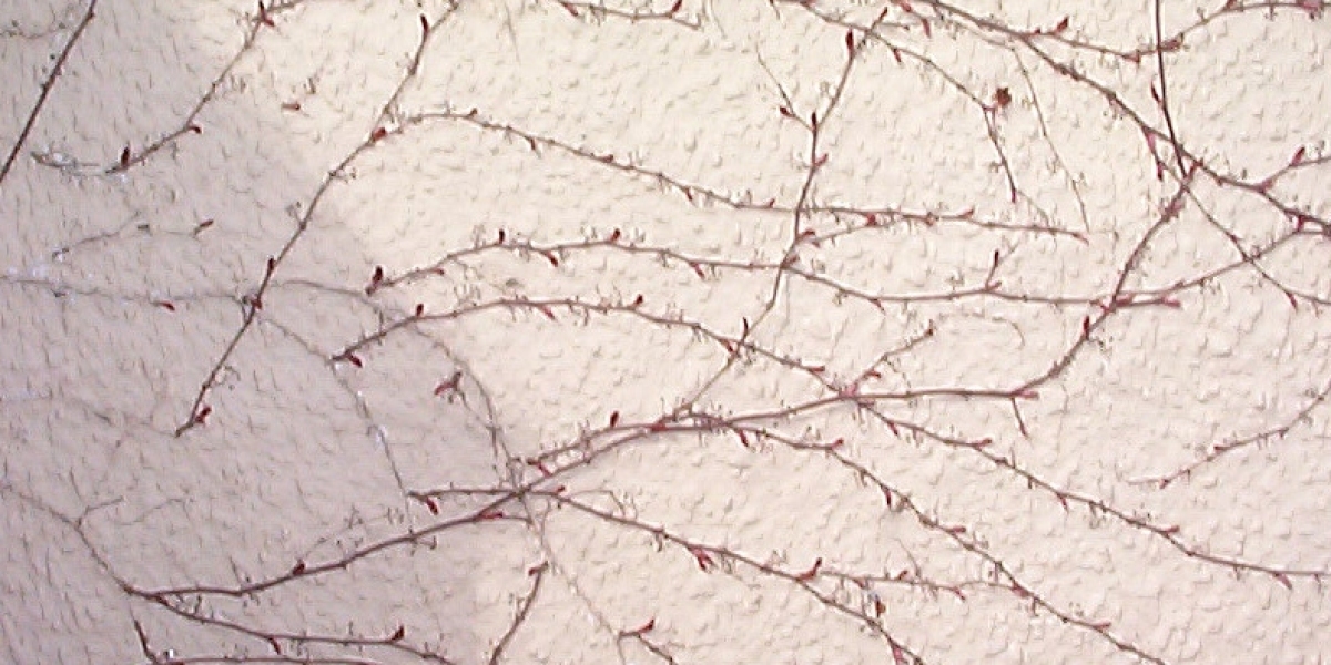 "KPV Peptide: How It Works, Possible Risks and Recommended Doses"
