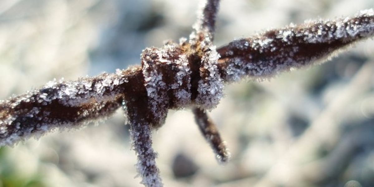 Beginners Anabolic Cycle