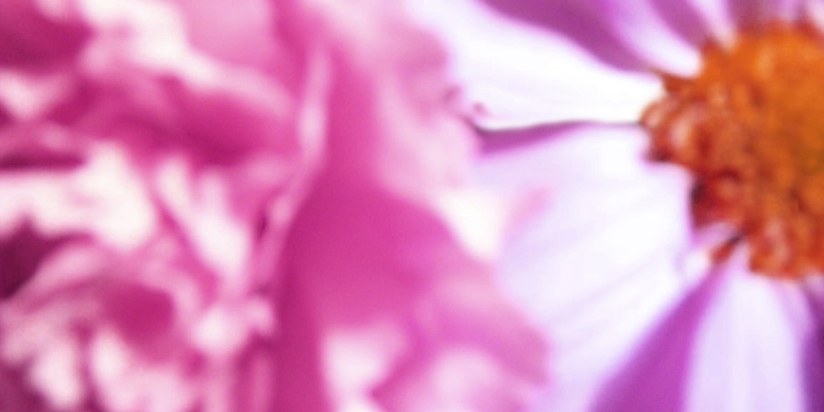 Ipamorelin Vs Sermorelin: The Glow-up Peptides Everyones Talking About
