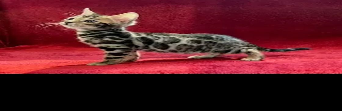 Aristocat Bengal Cover Image